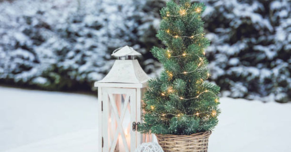 christmas tree in a pot