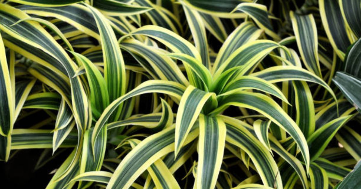 Dracaena lemon lime