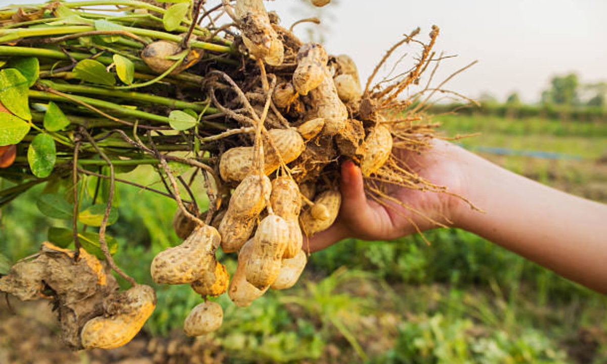 How to Grow Peanuts in Your Garden