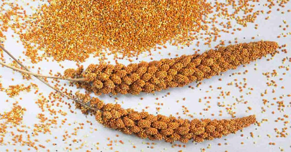 Brown Top Millet