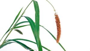 Brown Top Millet