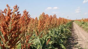 Brown Top Millet Choosing the Right Location