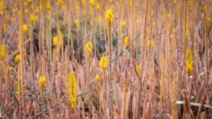 Brown Top Millet Flowering Stage