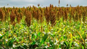 Brown Top Millet in Different Regions