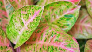 Aglaonema Pink