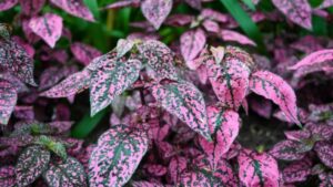 Aglaonema Pink Moon