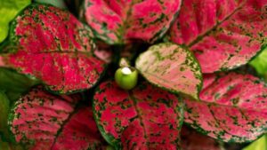 Aglaonema Pink Dalmatian