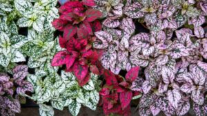 Aglaonema Pink Varieties