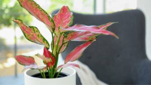 Pink Aglaonema in Home Decor