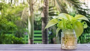 Pink Aglaonema Grow in Water