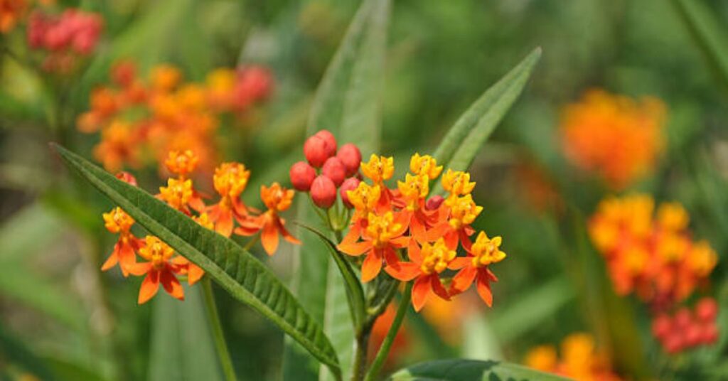 Red Milkweed