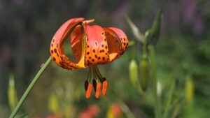 Leopard Lily 