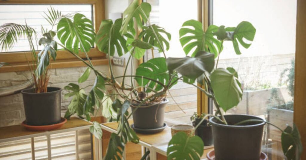 Split Leaf Philodendron Care