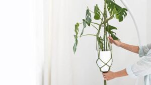 Split Leaf Philodendron Care