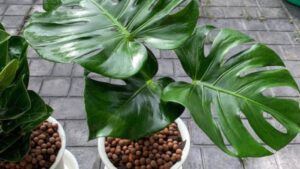 Split Leaf Philodendron 