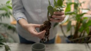 Split Leaf Philodendron 