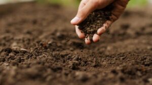 Soil Composition for plants