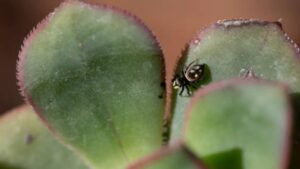 Common Succulent Pests