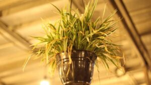 Low Light Hanging Plants Spider Plant