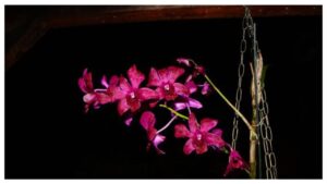 Low Light Hanging Plants Syngonium