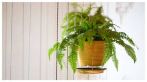 Low Light Hanging Plants Boston Fern