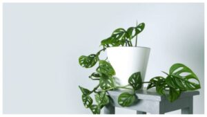 Low Light Hanging Plants: Monstera Adansonii