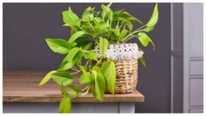 Low Light Hanging Plants: Neon Pothos