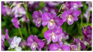 Low Light Hanging Plants Orchids