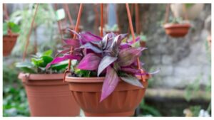 Low Light Hanging Plants Wandering Jew