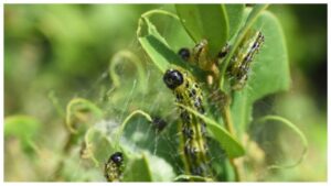 Common Pests and Diseases of Schefflera Amate