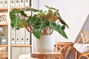 Low Light Hanging Plants: Heartleaf Philodendron