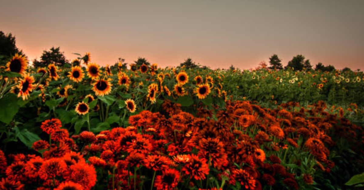 teddy bear sunflower